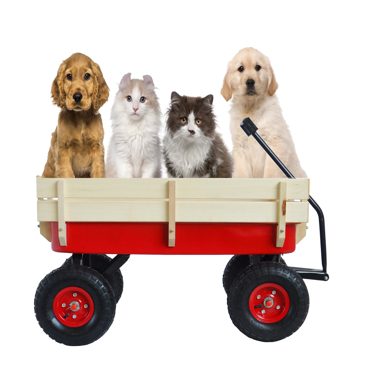 Four puppies and a kitten riding in the red wagon