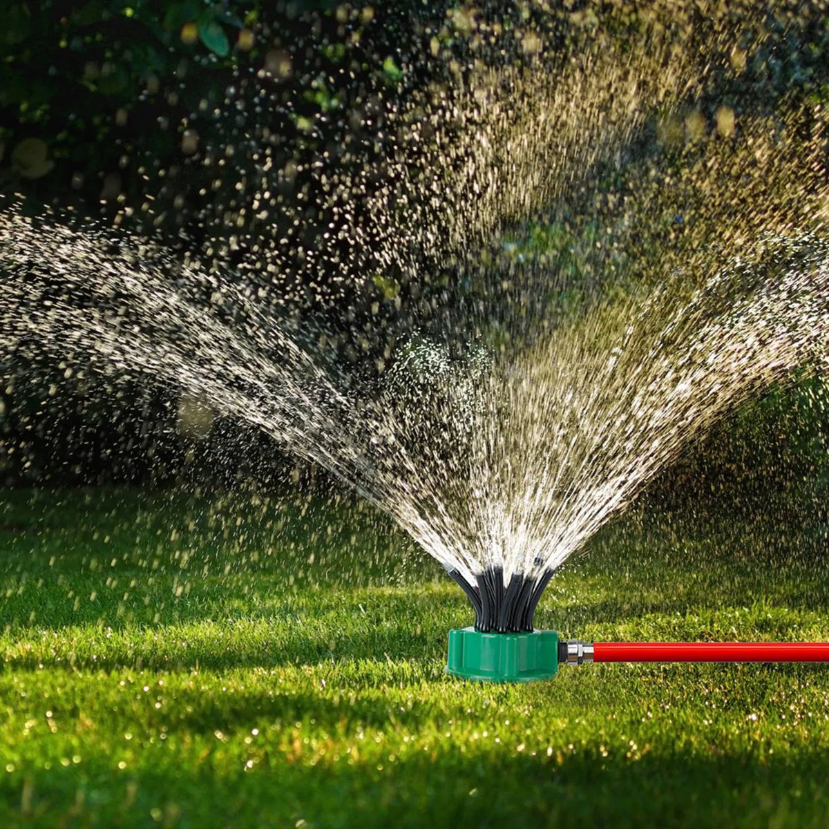 The sprinkler running across a lawn